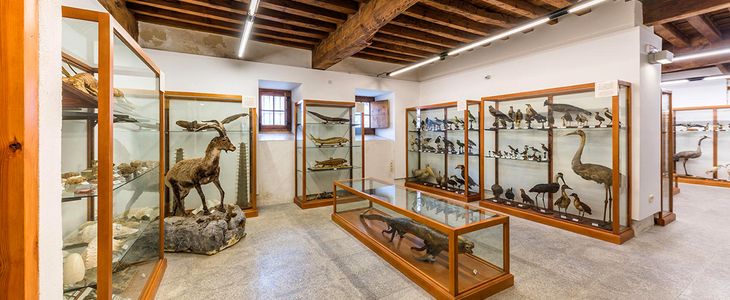 Museo de Ciencias Naturales en Real Monasterio de Santo Tomás - Avila